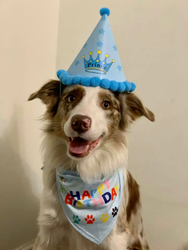 Dog Wearing Party Hat