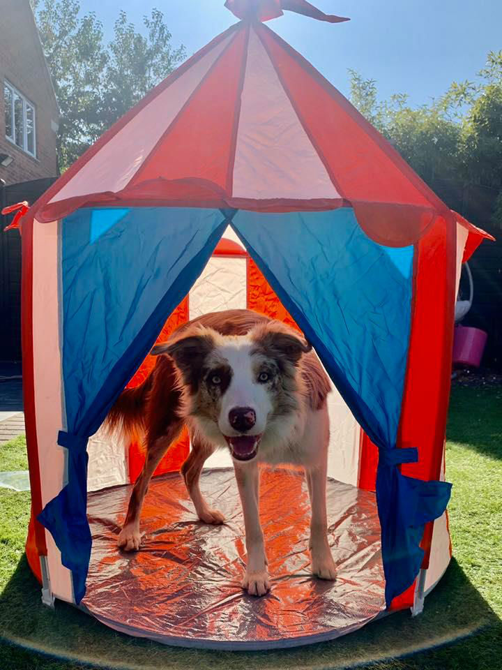Dog Playing In Tent
