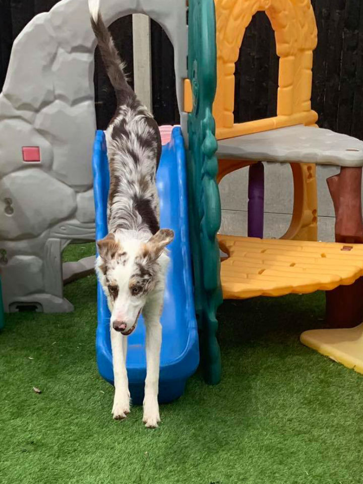 Dog Jumping Down A Slide