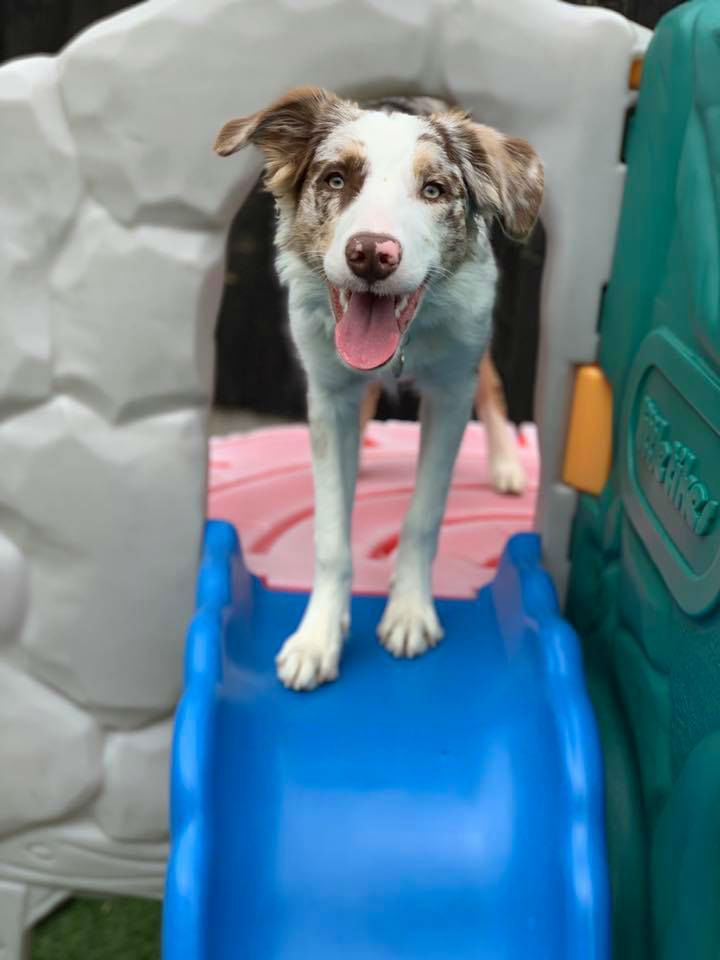 Dog At Top Of A Slide