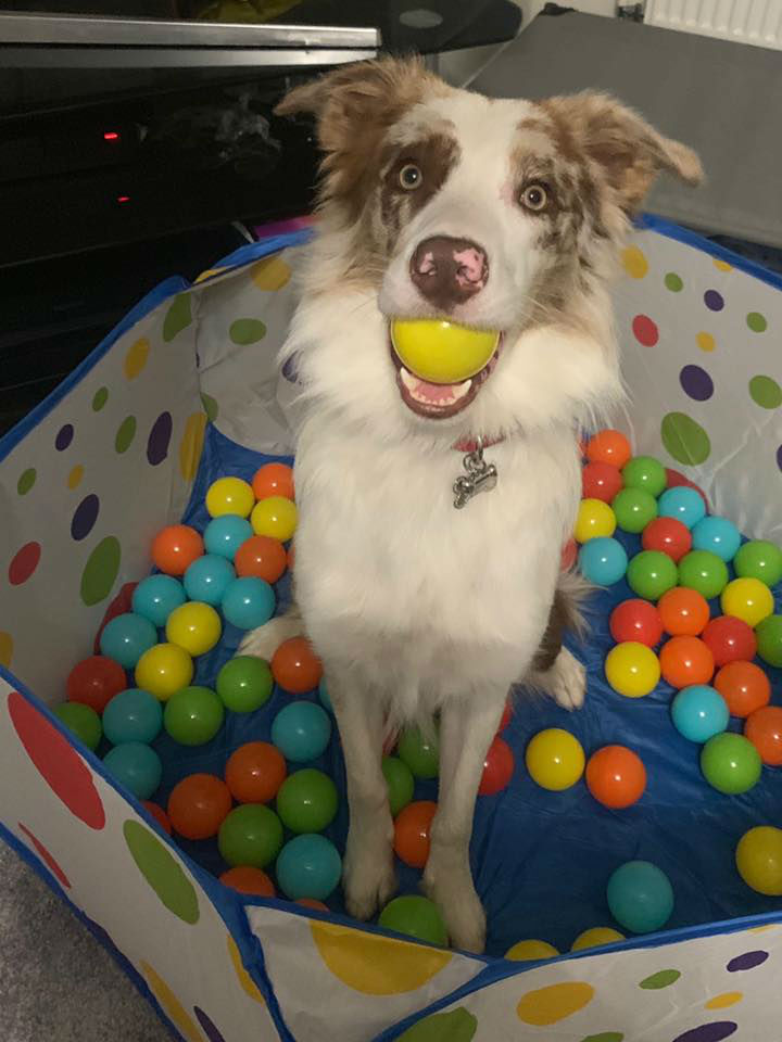 Dog Sitting In Ball Pit