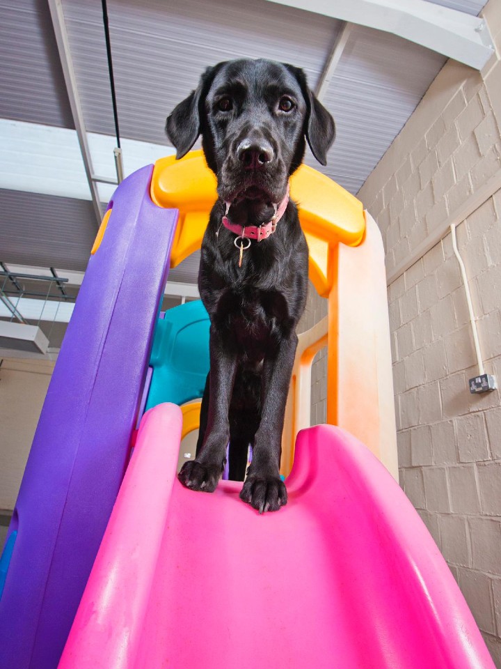 Dog Day Care Mansfield | Mansfield Doggy Day Care
